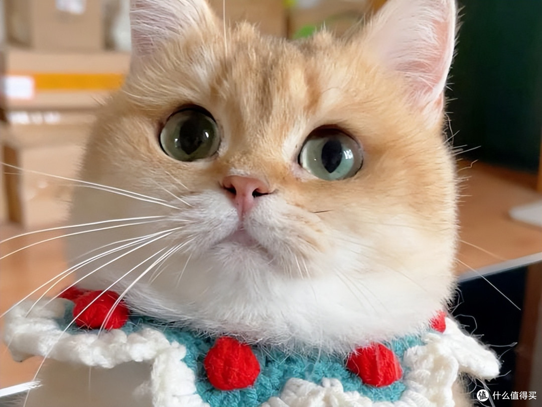 猫咪挑食?宁愿饿着也不吃?选对粮让猫咪主动进食!