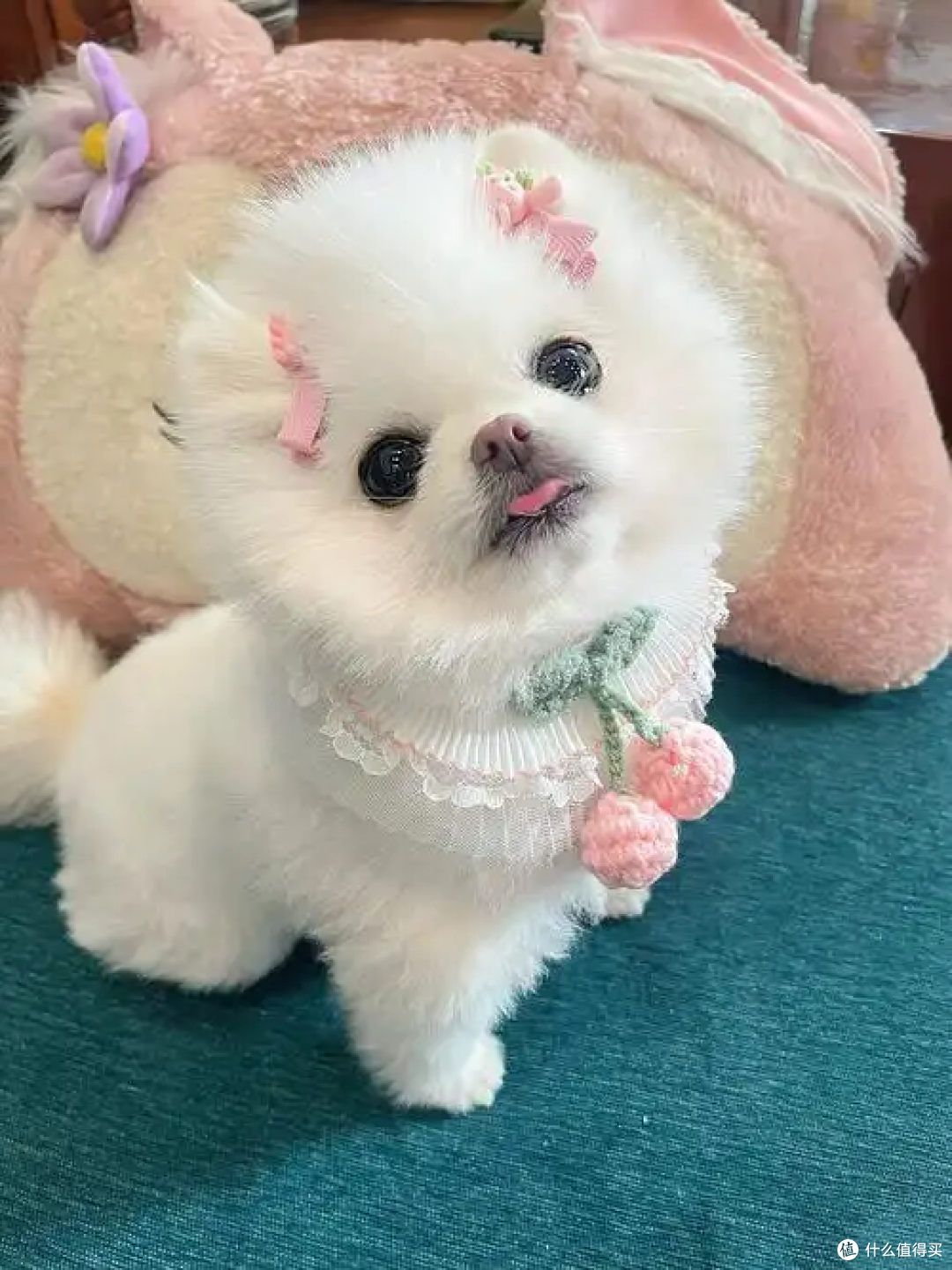 狗狗老了后要怎么照顾？老年狗狗照顾指南来了！