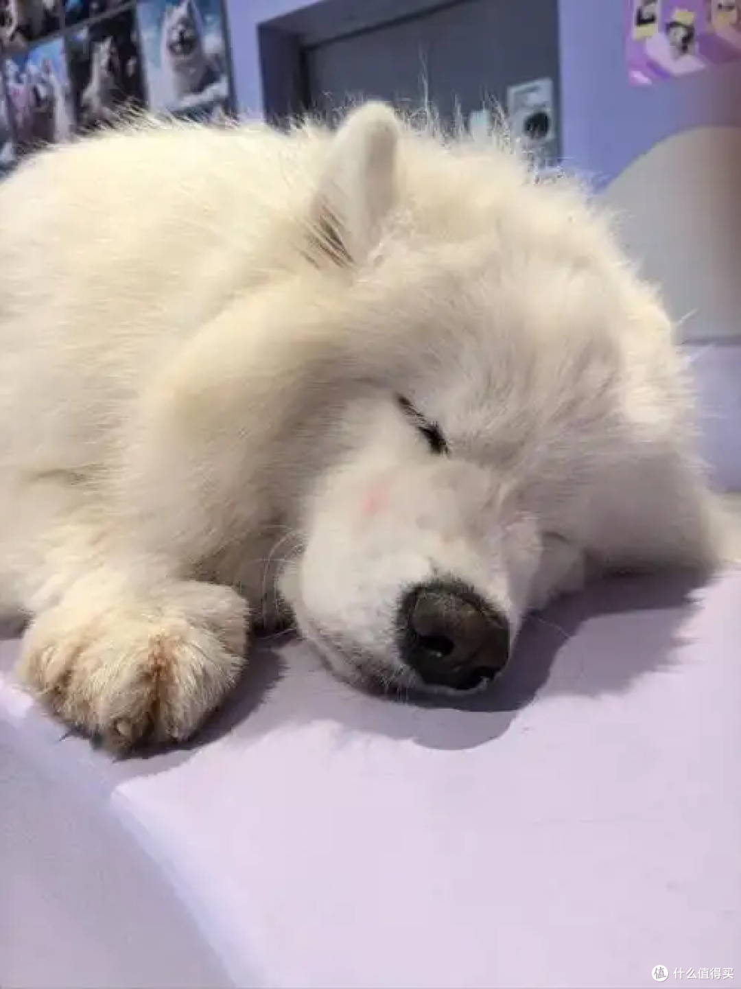 狗狗老了后要怎么照顾？老年狗狗照顾指南来了！