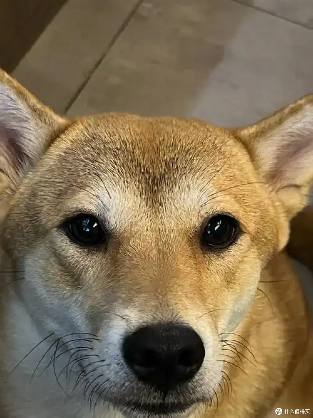 狗狗老了后要怎么照顾？老年狗狗照顾指南来了！