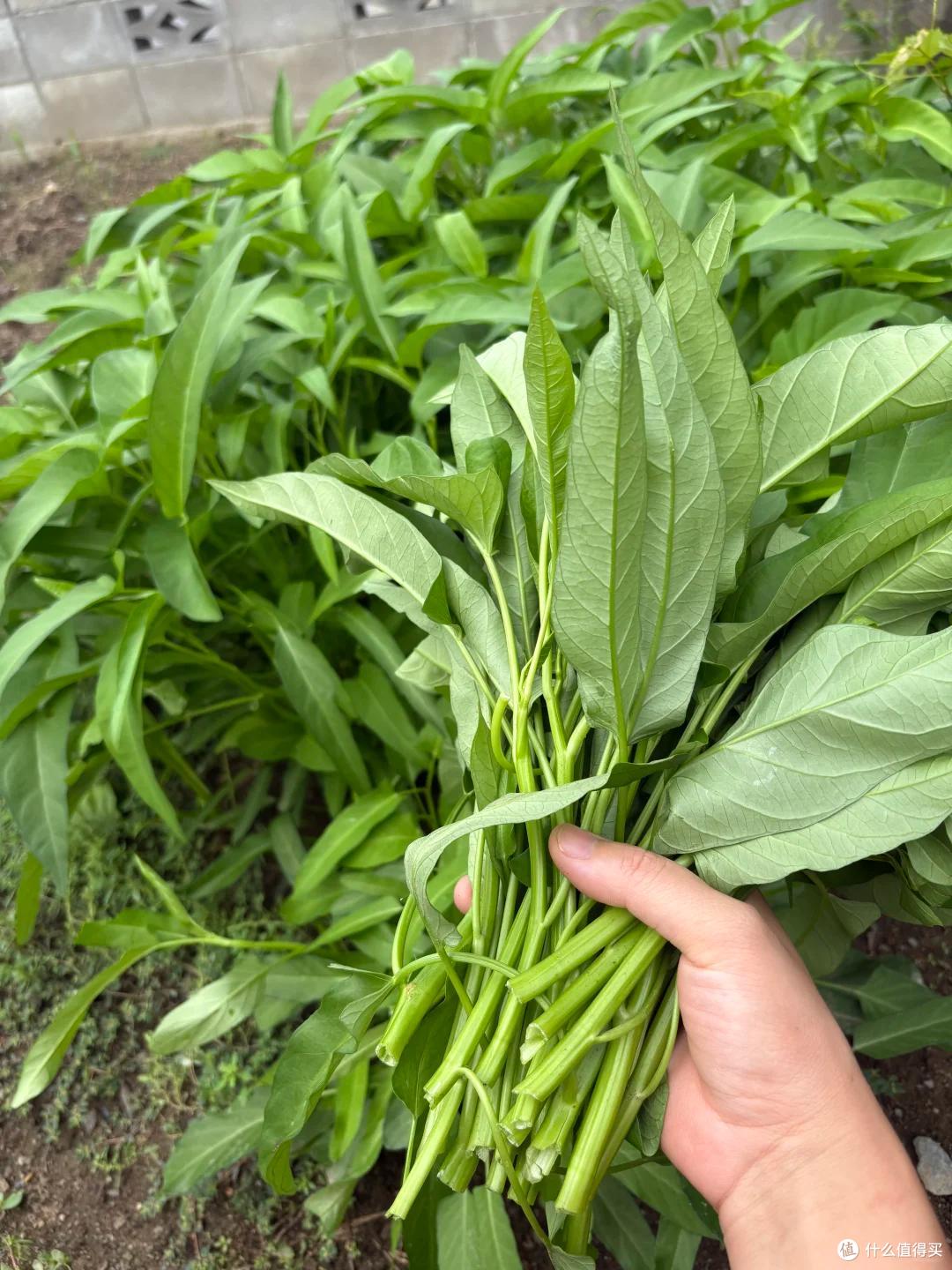 成精了！楼顶阿姨的“空心菜”，长成菜瀑布：全楼的邻居有口福了