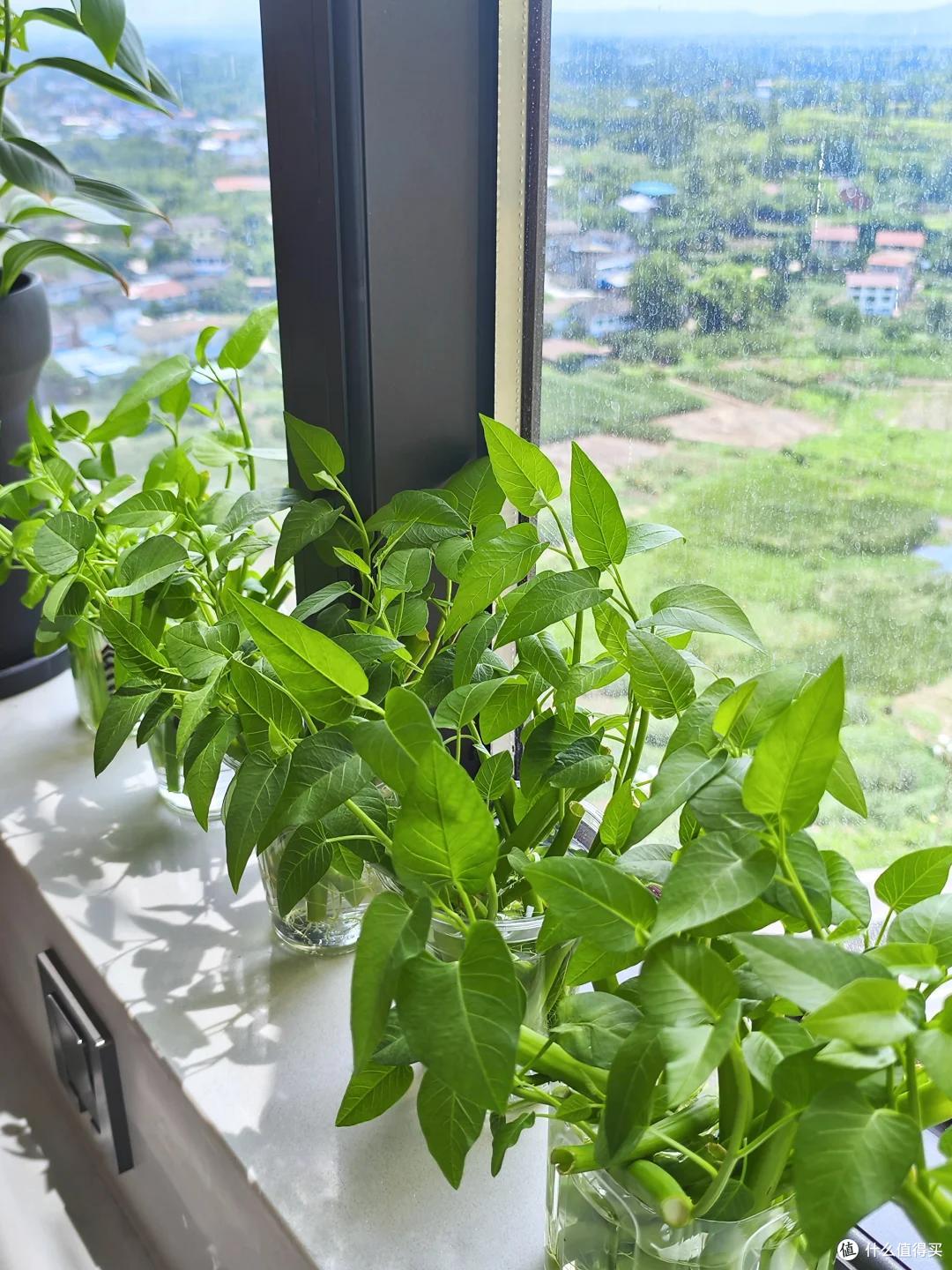 成精了！楼顶阿姨的“空心菜”，长成菜瀑布：全楼的邻居有口福了