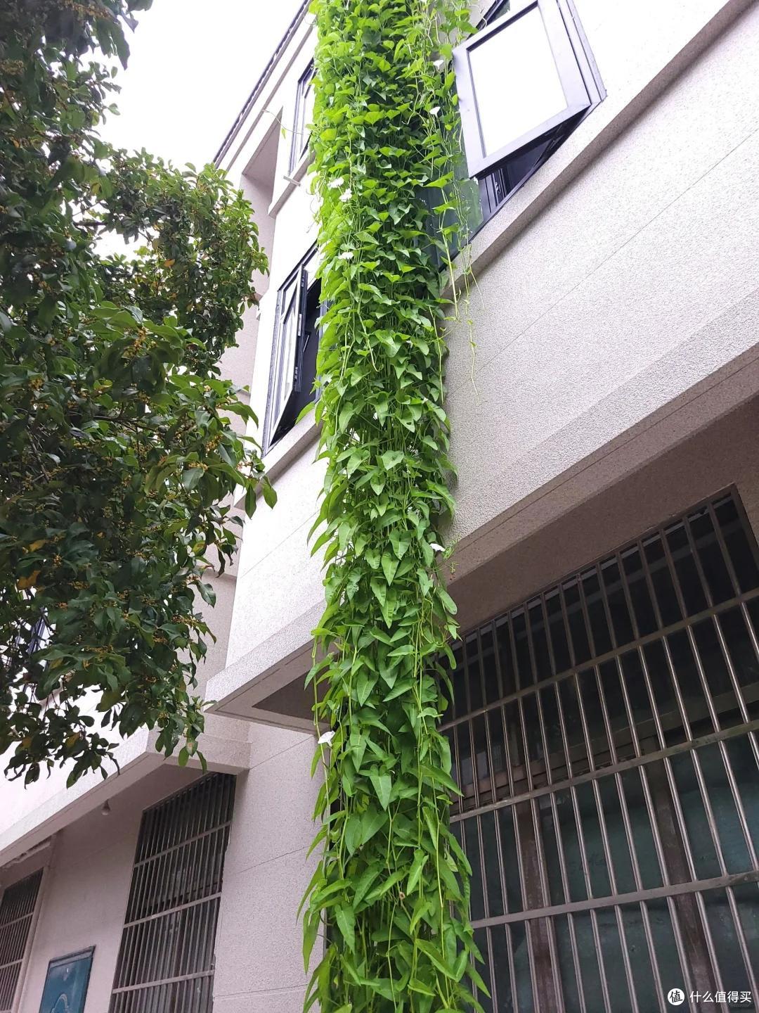 成精了！楼顶阿姨的“空心菜”，长成菜瀑布：全楼的邻居有口福了