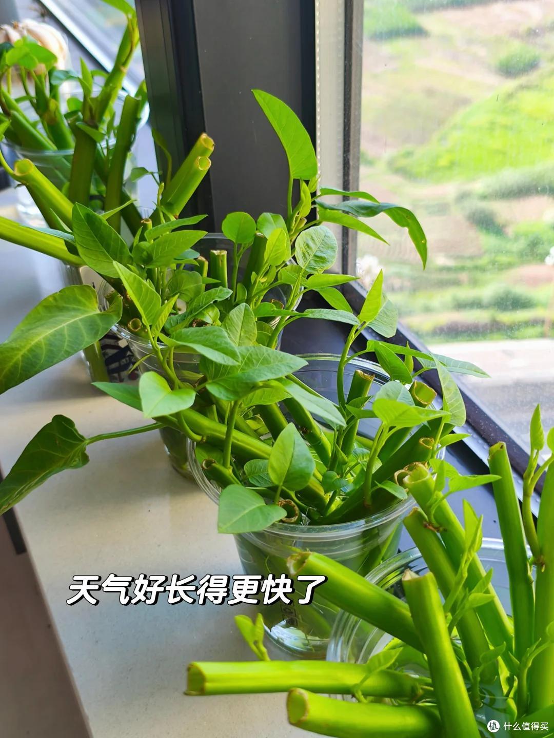 成精了！楼顶阿姨的“空心菜”，长成菜瀑布：全楼的邻居有口福了