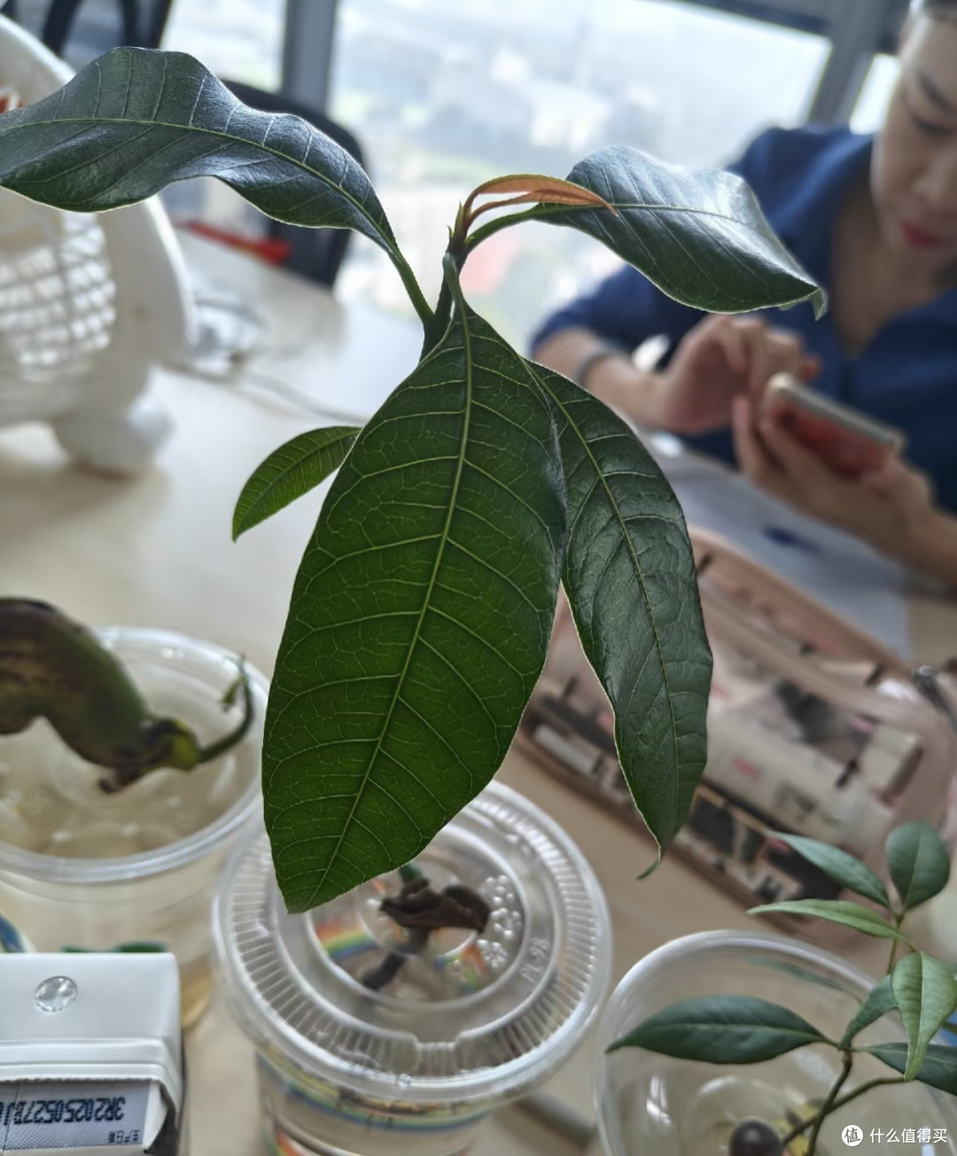 北京一女子，水培芒果根“张牙舞爪”不见叶，网友：成精了！