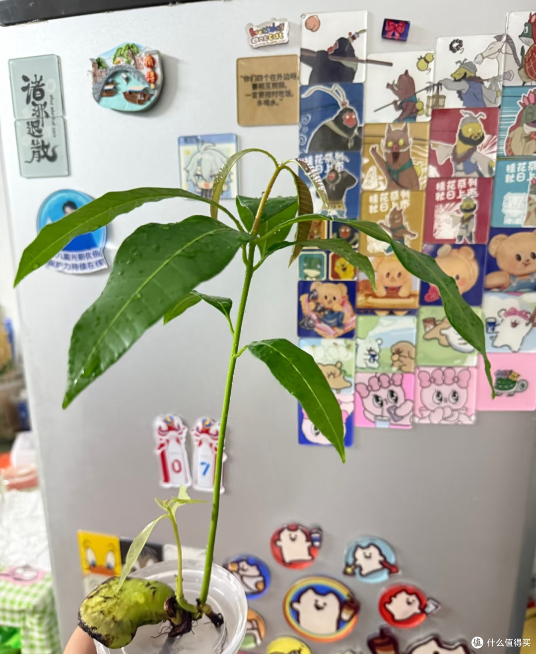 北京一女子，水培芒果根“张牙舞爪”不见叶，网友：成精了！