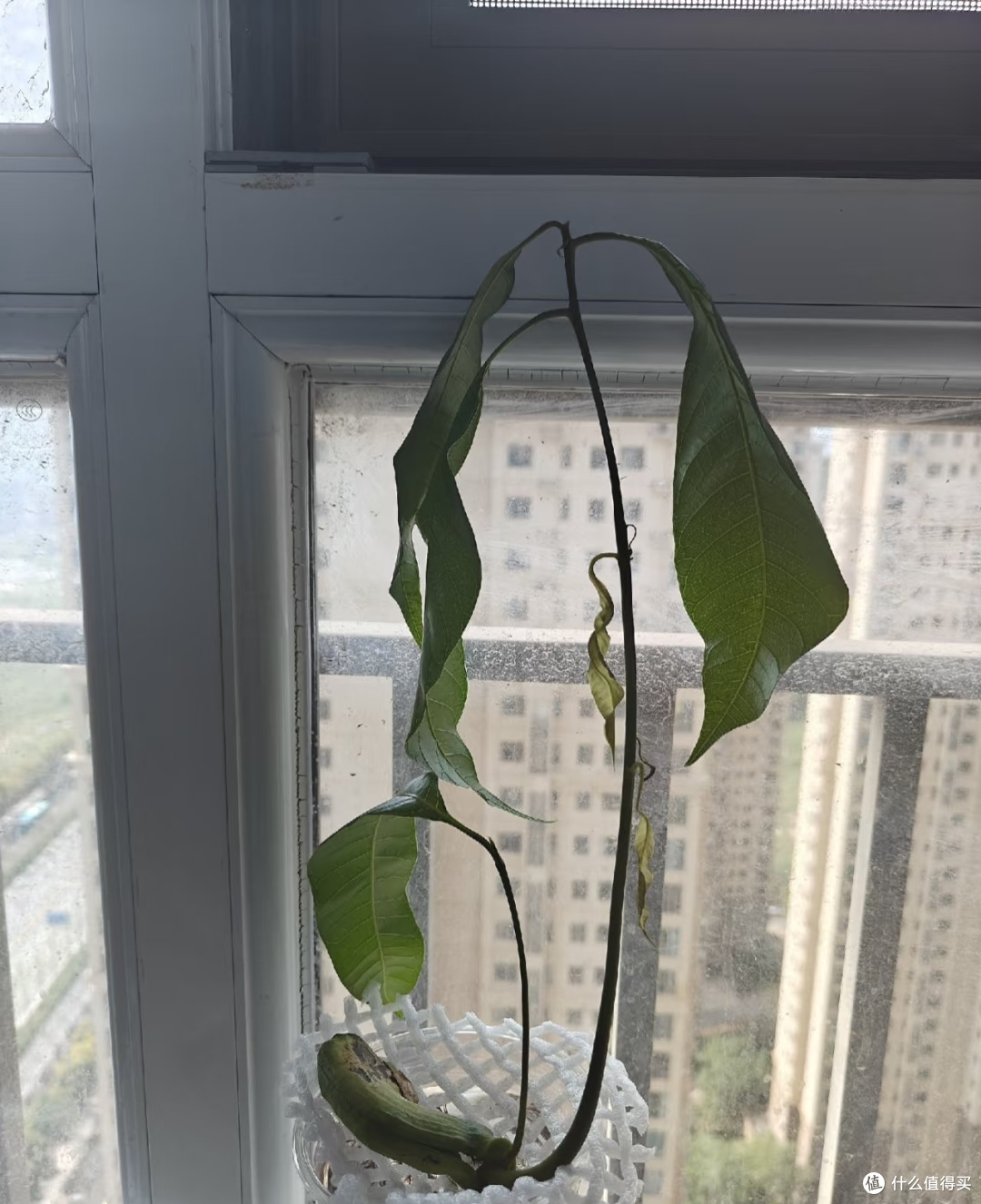 北京一女子，水培芒果根“张牙舞爪”不见叶，网友：成精了！