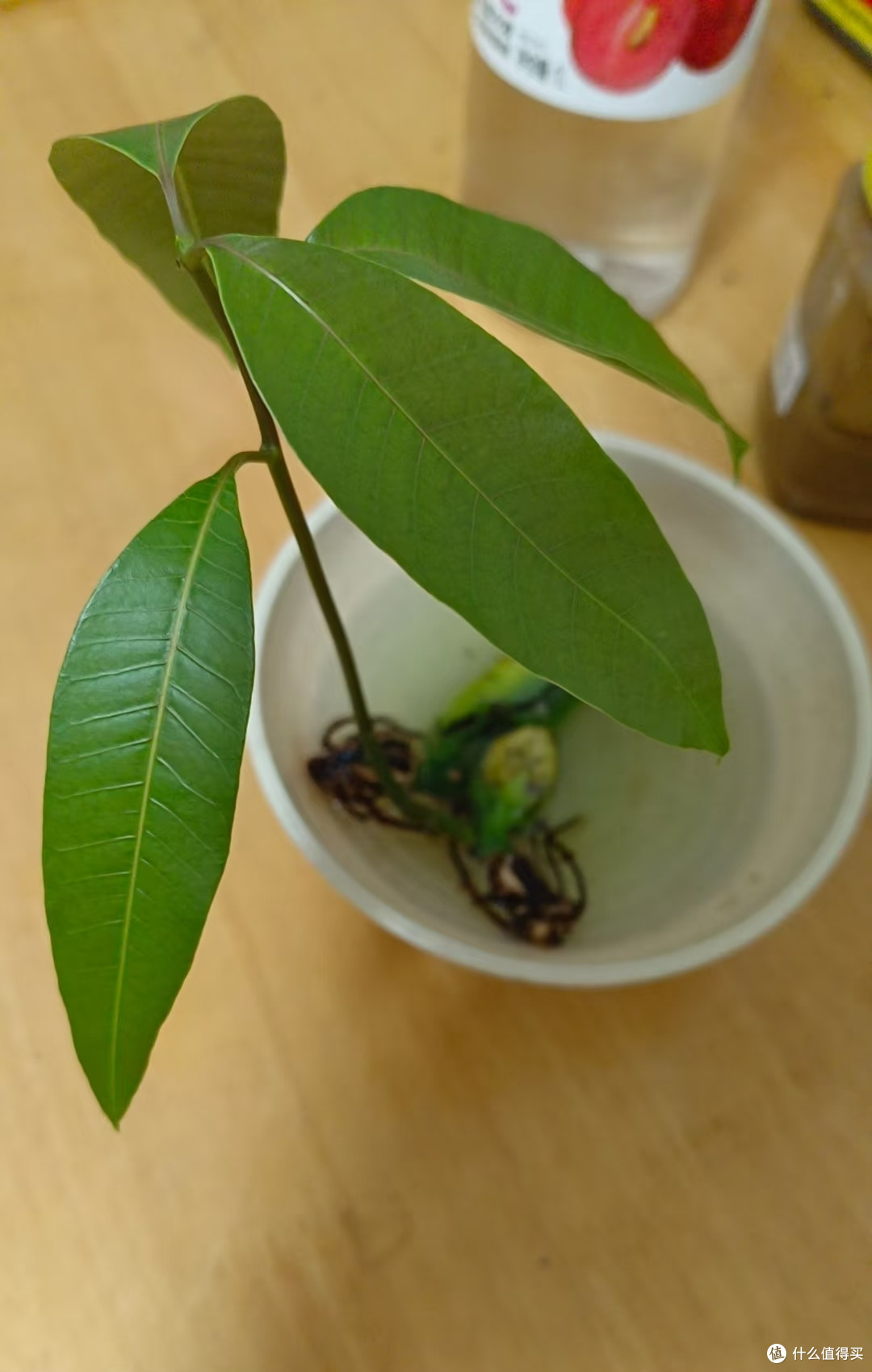 北京一女子，水培芒果根“张牙舞爪”不见叶，网友：成精了！