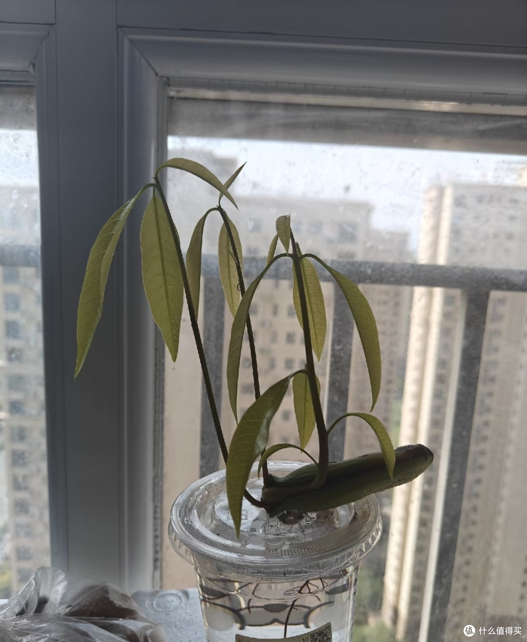 北京一女子，水培芒果根“张牙舞爪”不见叶，网友：成精了！