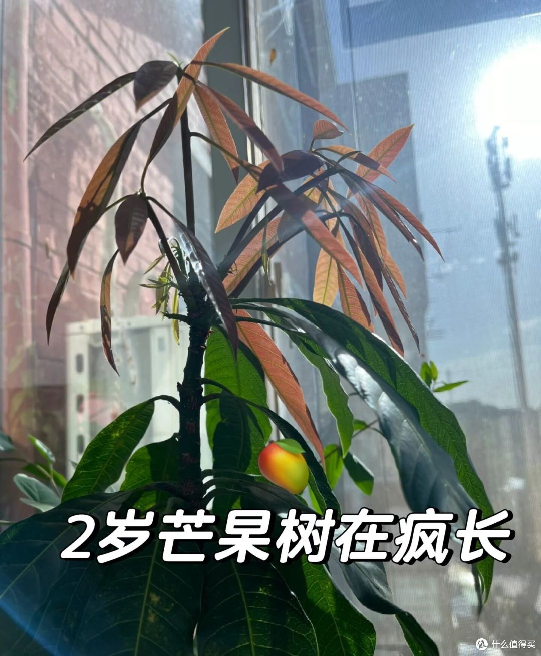 北京一女子，水培芒果根“张牙舞爪”不见叶，网友：成精了！