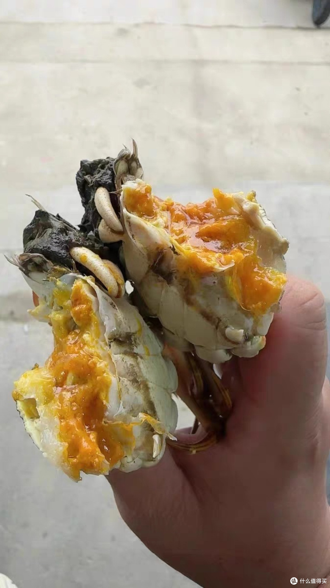 阳澄湖大闸蟹一年一度丰收季