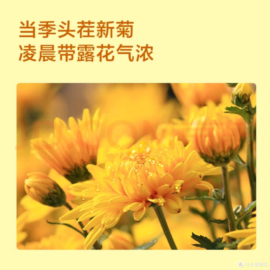 打工人养生:茶与保健品选择指南