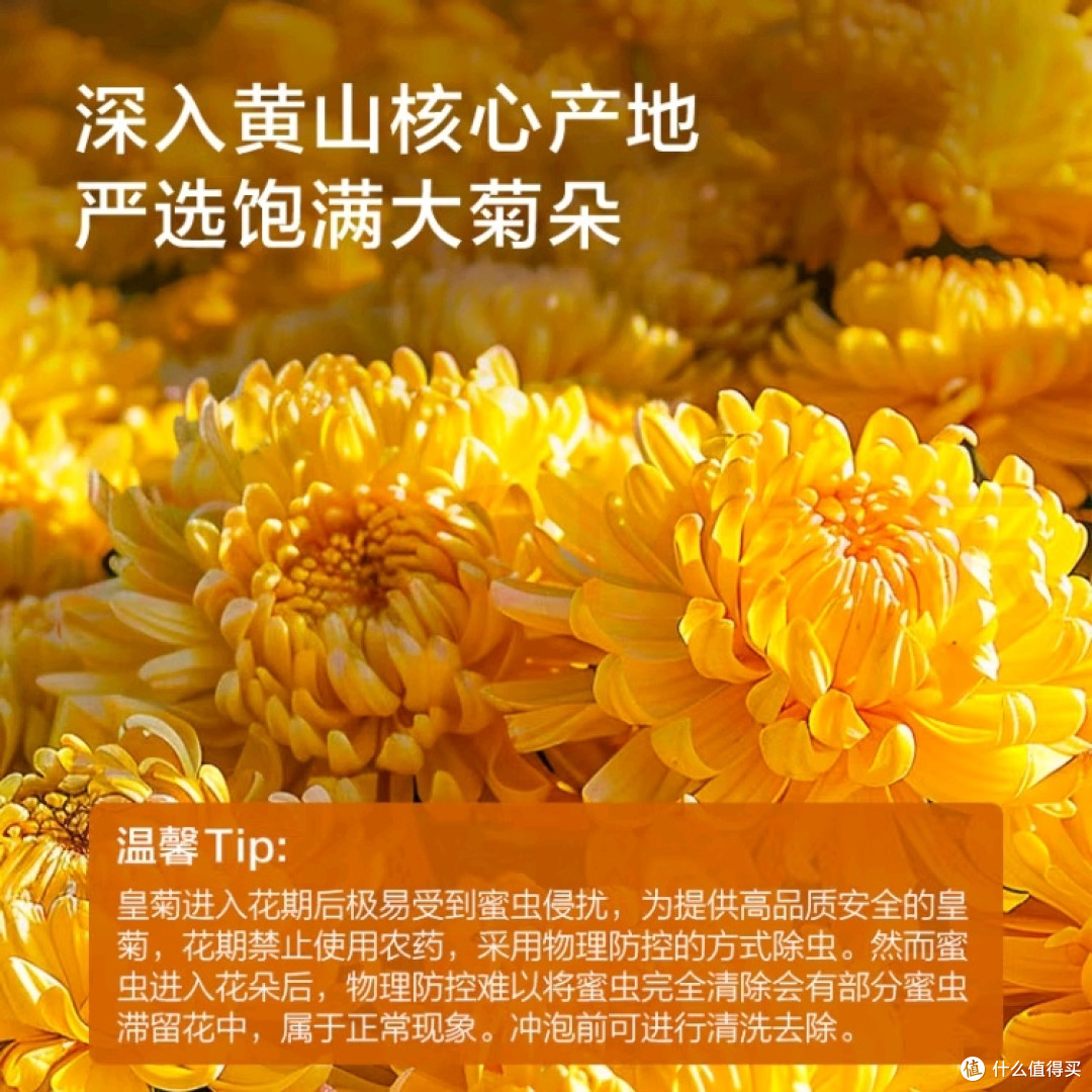 打工人养生:茶与保健品选择指南