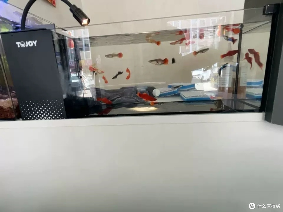 壁挂式三合一过滤器:小鱼缸的理想选择