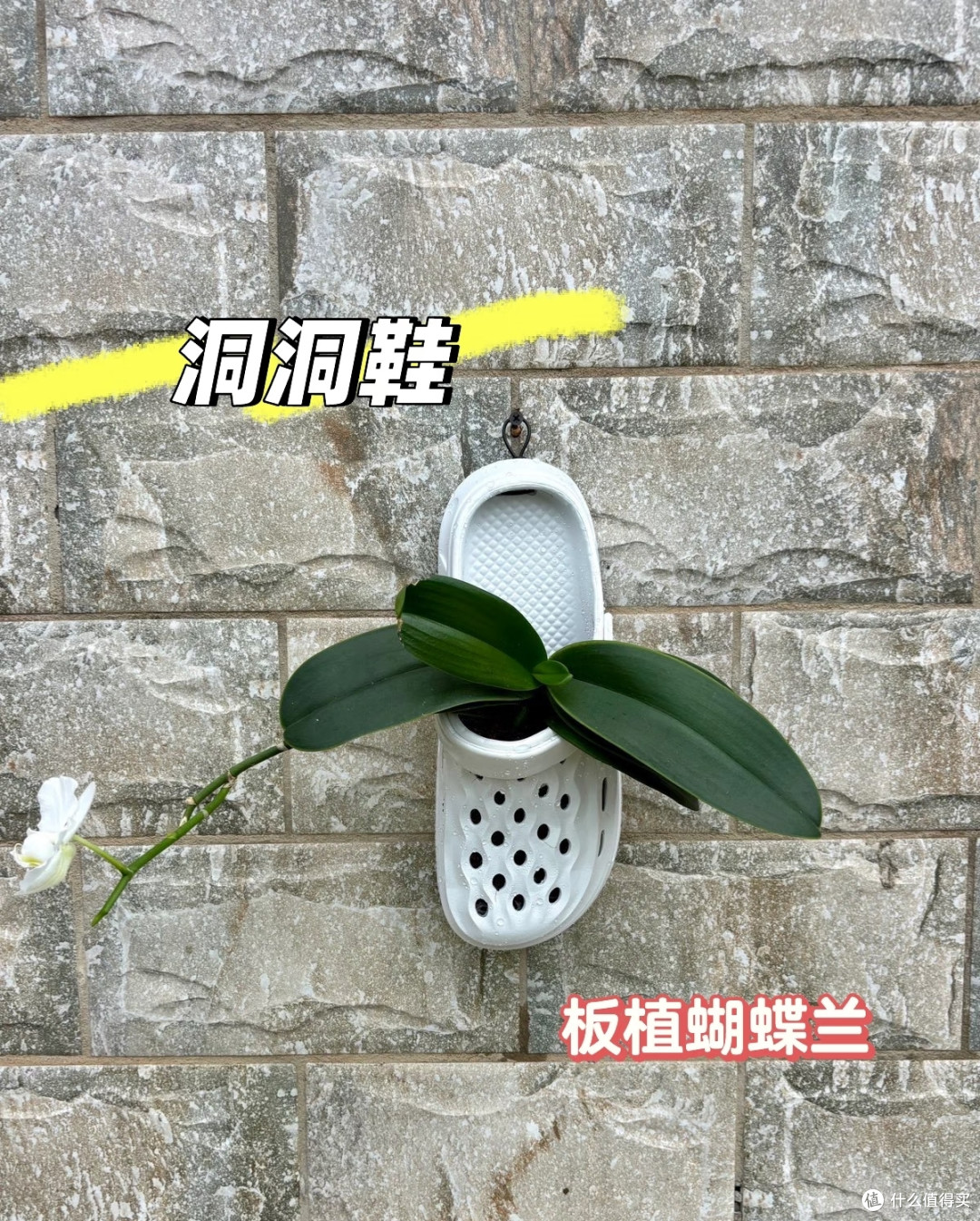 山东一姐姐,蝴蝶兰养“洞洞鞋里”,苗壮叶肥,网友:真有创意!