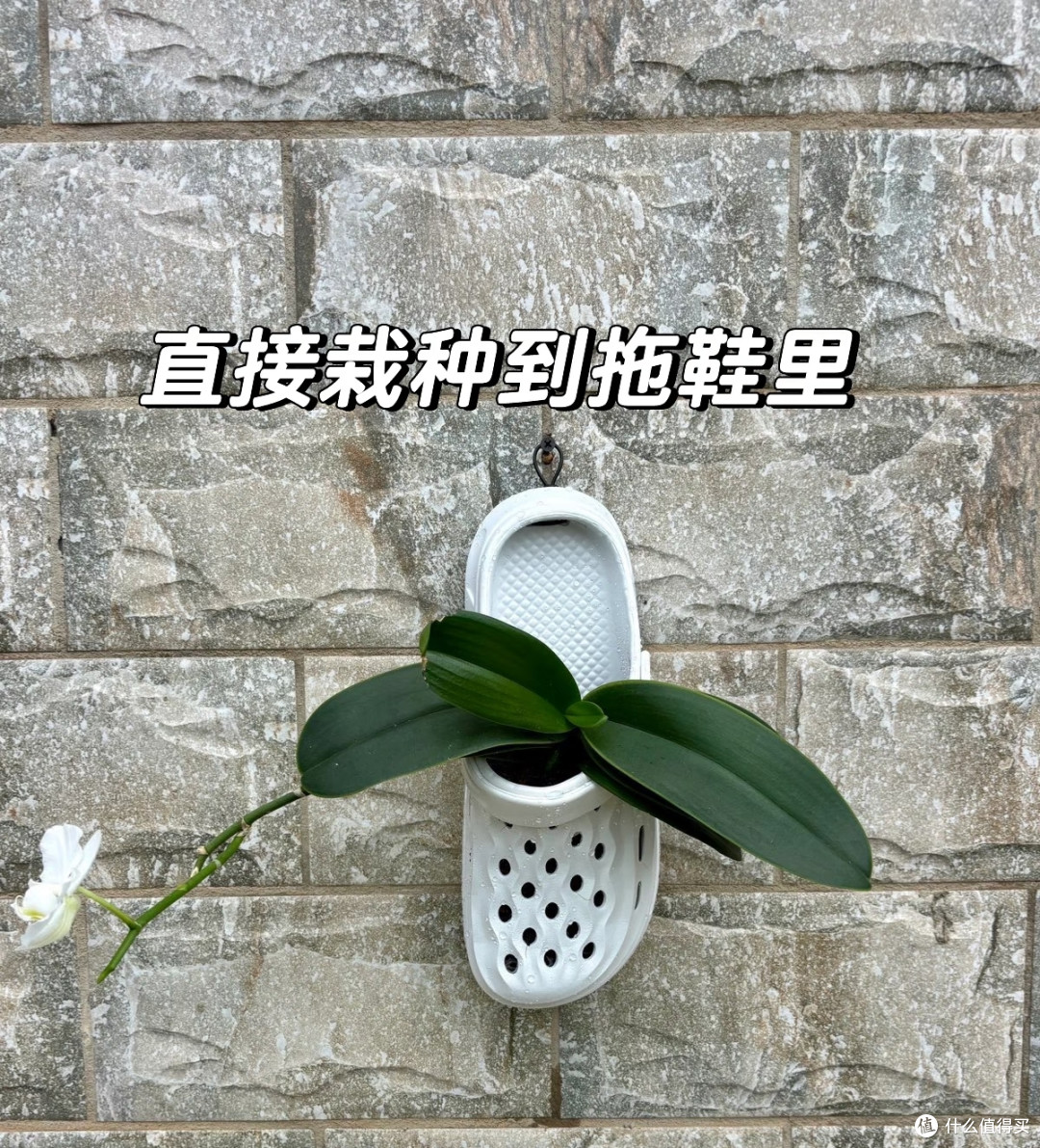 山东一姐姐,蝴蝶兰养“洞洞鞋里”,苗壮叶肥,网友:真有创意!