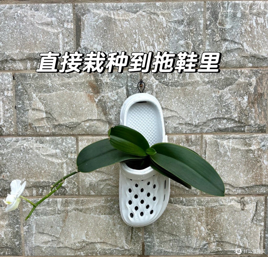 山东一姐姐,蝴蝶兰养“洞洞鞋里”,苗壮叶肥,网友:真有创意!