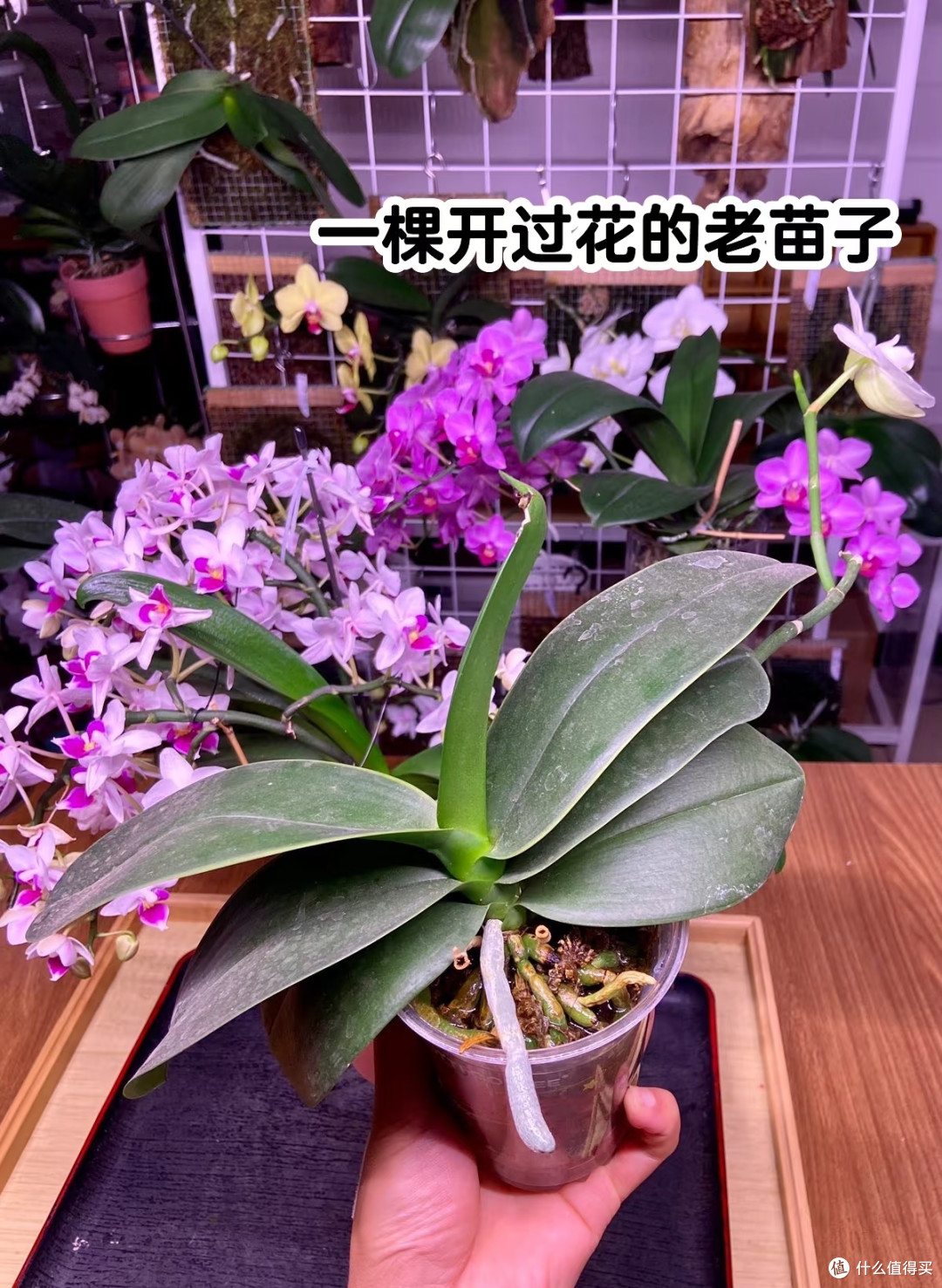 山东一姐姐,蝴蝶兰养“洞洞鞋里”,苗壮叶肥,网友:真有创意!