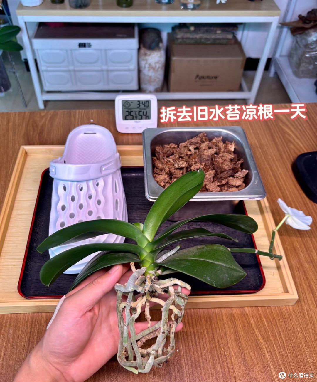 山东一姐姐,蝴蝶兰养“洞洞鞋里”,苗壮叶肥,网友:真有创意!