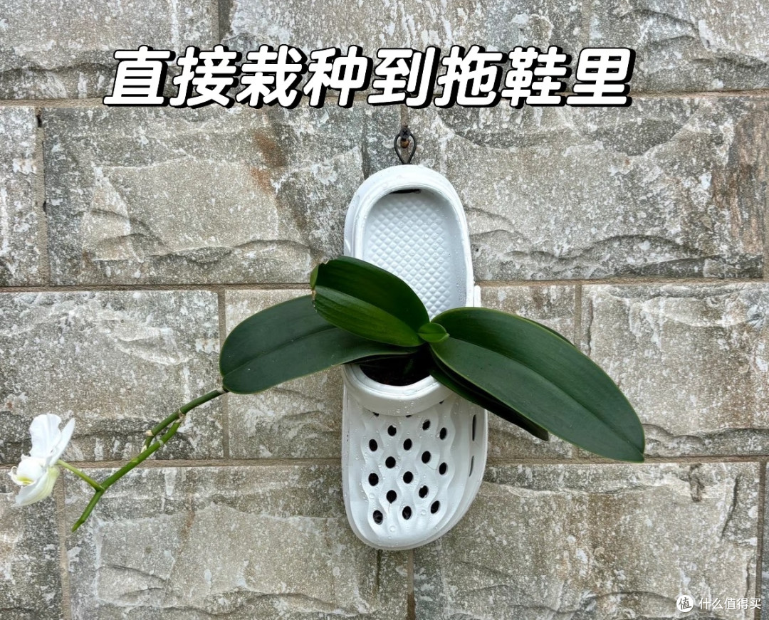 山东一姐姐,蝴蝶兰养“洞洞鞋里”,苗壮叶肥,网友:真有创意!