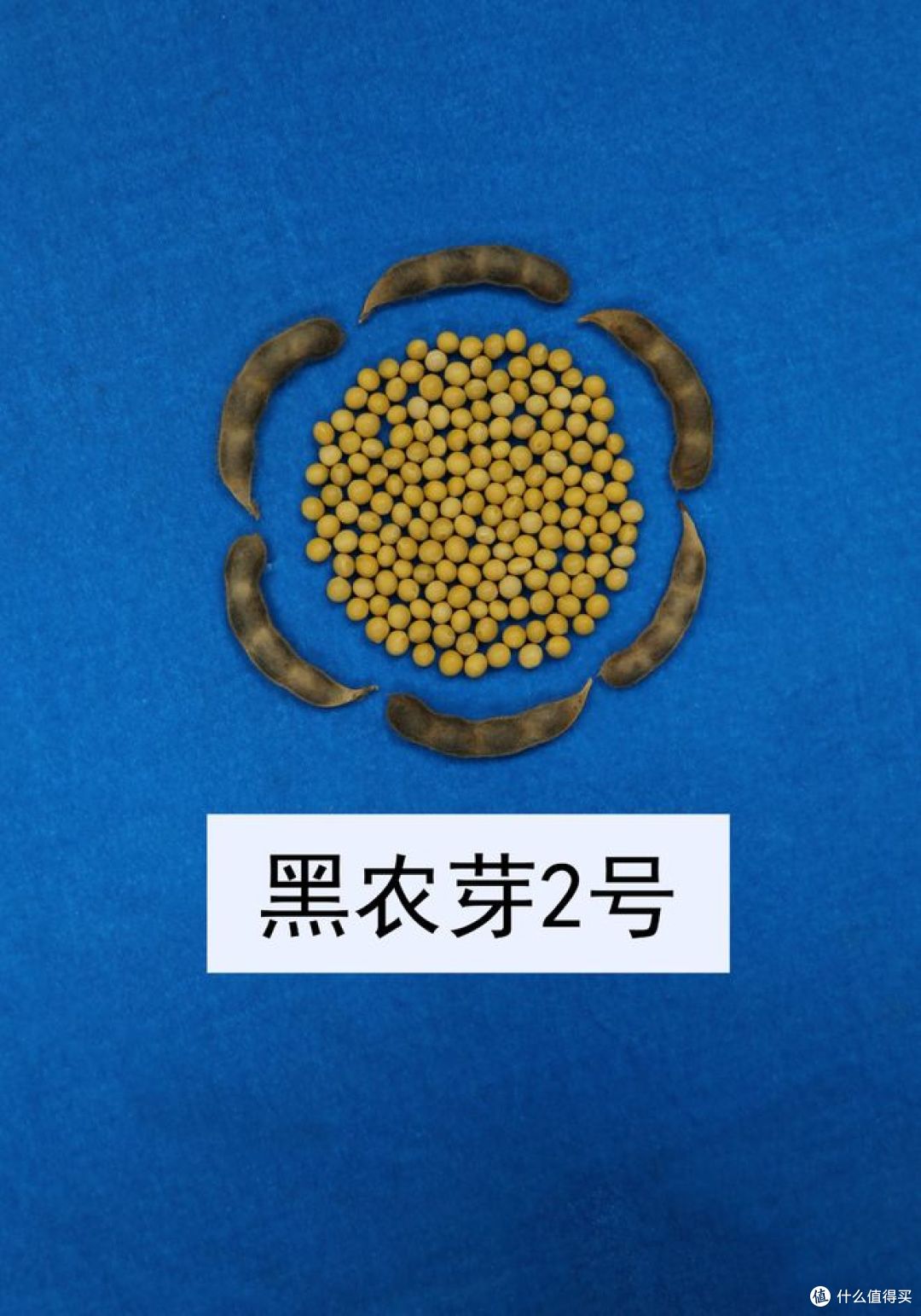黄豆一号和黄豆二号的区别，快来看看！