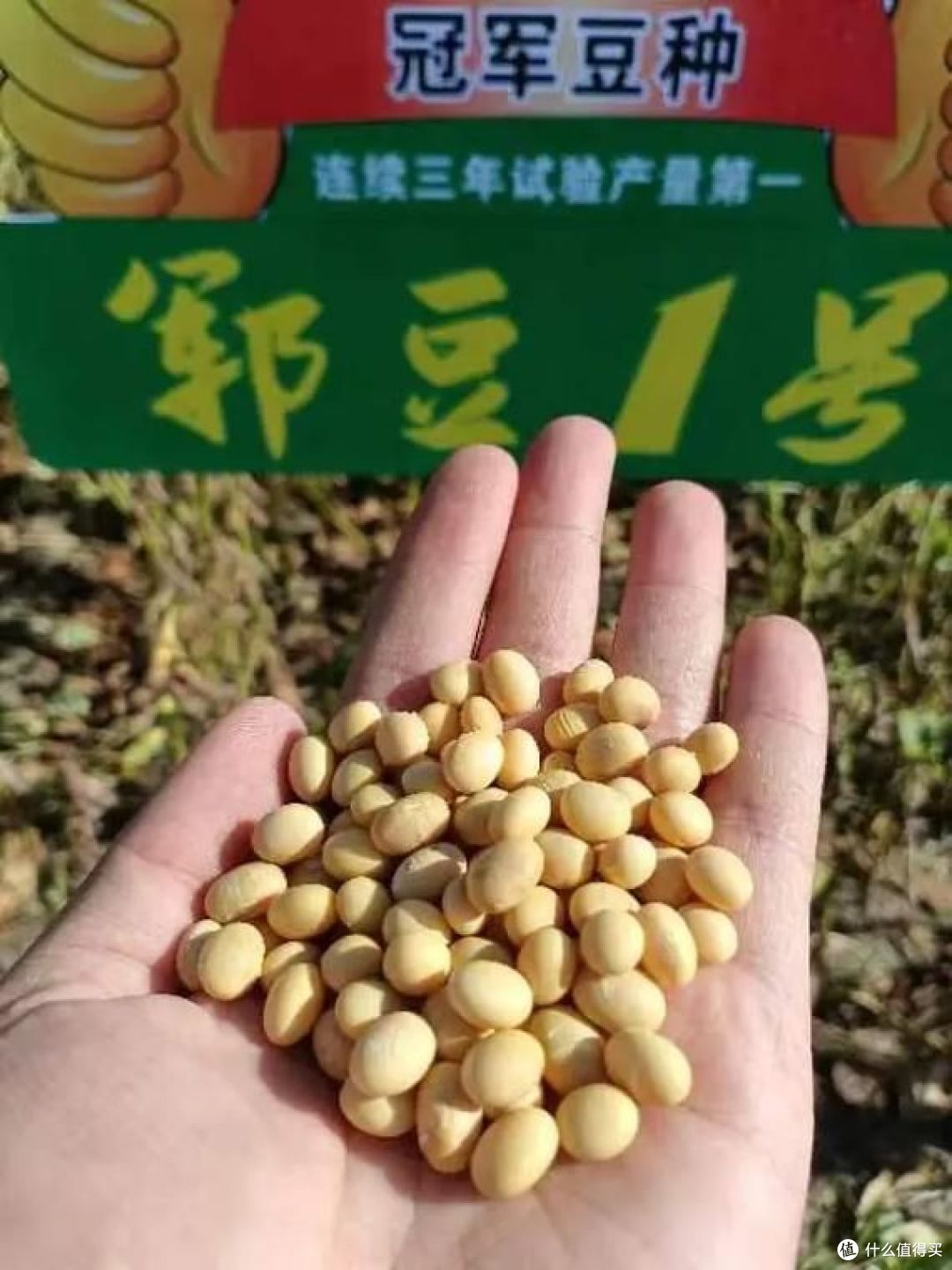 黄豆一号和黄豆二号的区别，快来看看！