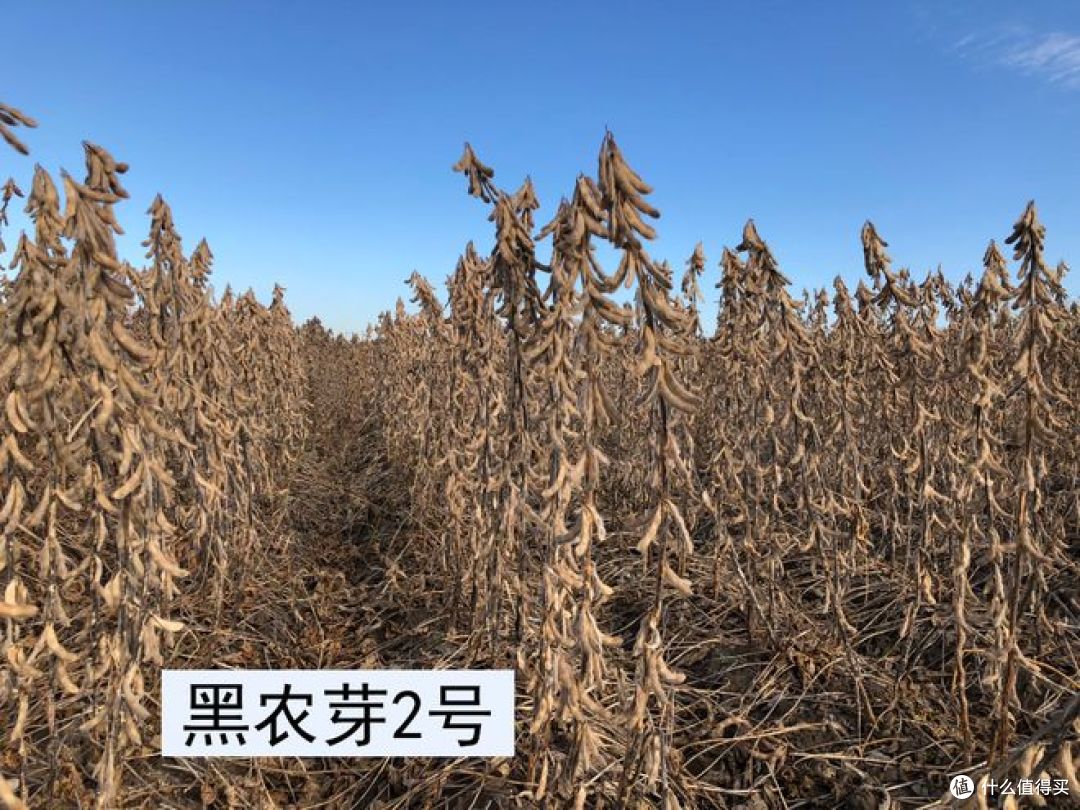 黄豆一号和黄豆二号的区别，快来看看！