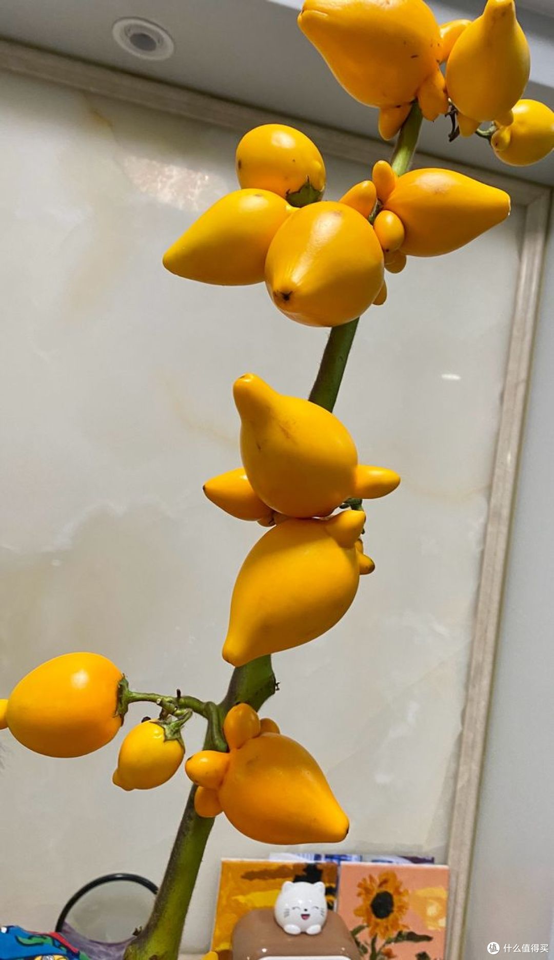 黄金果是什么水果？你真的吃过吗？_其他水果_什么值得买