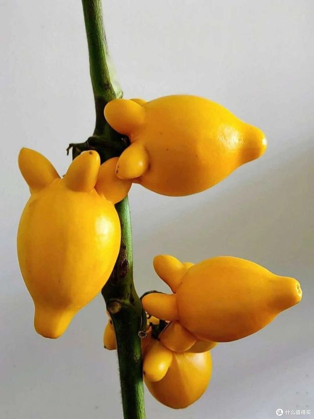 黄金果是什么水果？你真的吃过吗？_其他水果_什么值得买