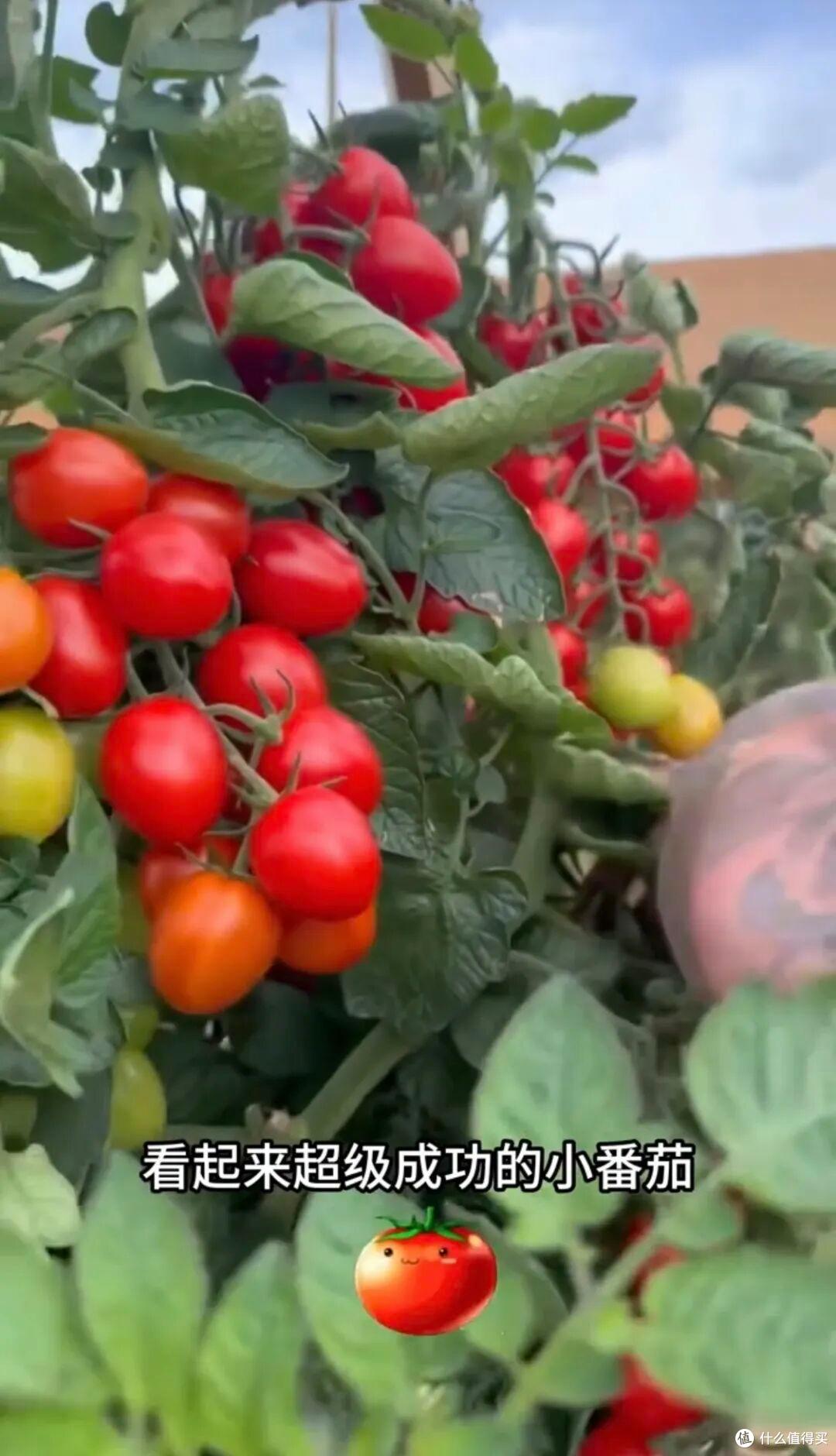 球星贝克汉姆的院子火了，仅一菜园子就圈粉无数，那叫一个接地气