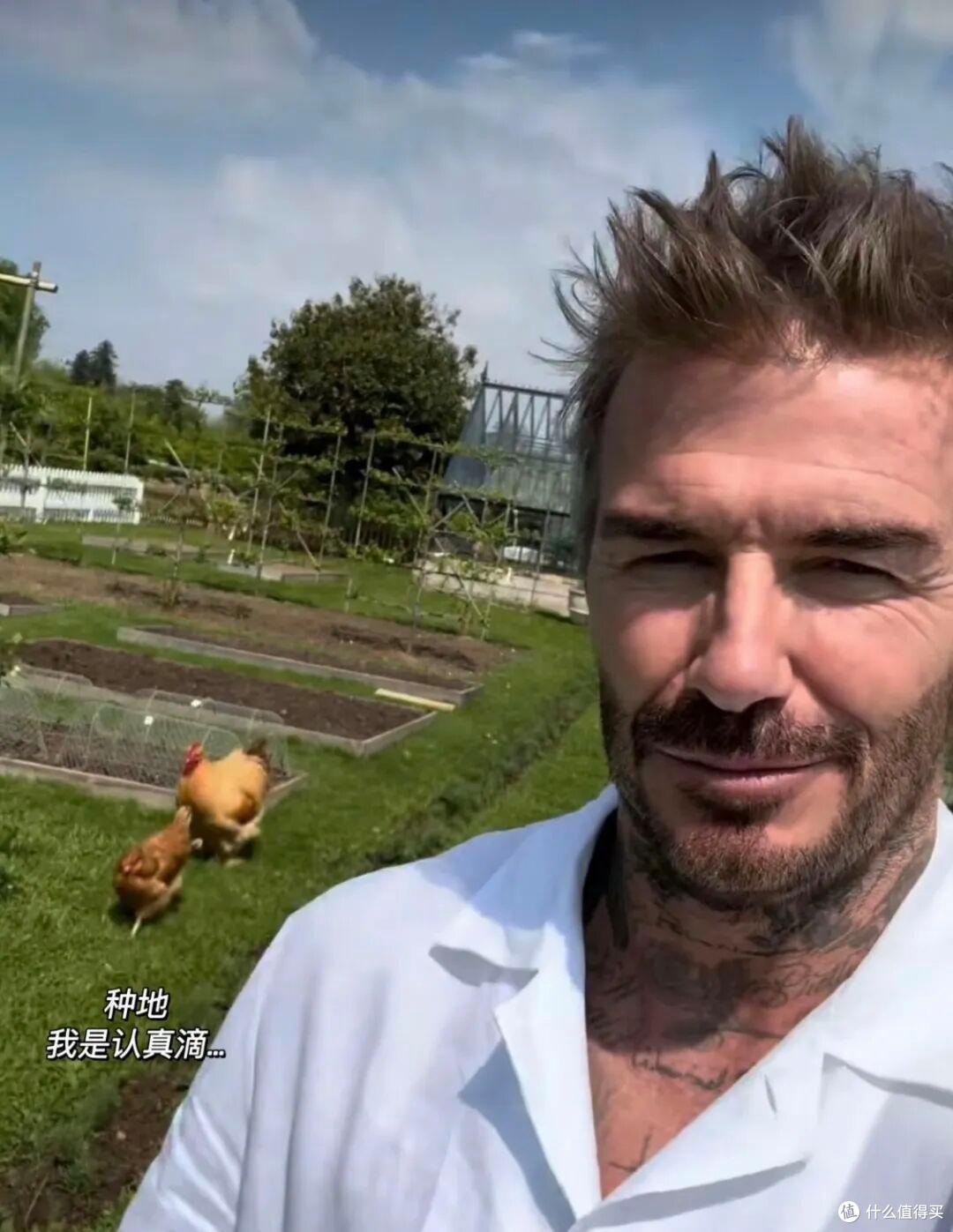 球星贝克汉姆的院子火了，仅一菜园子就圈粉无数，那叫一个接地气