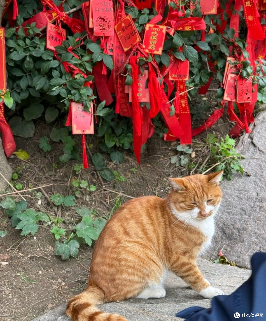 十一登泰山:五岳之首的秋日盛宴