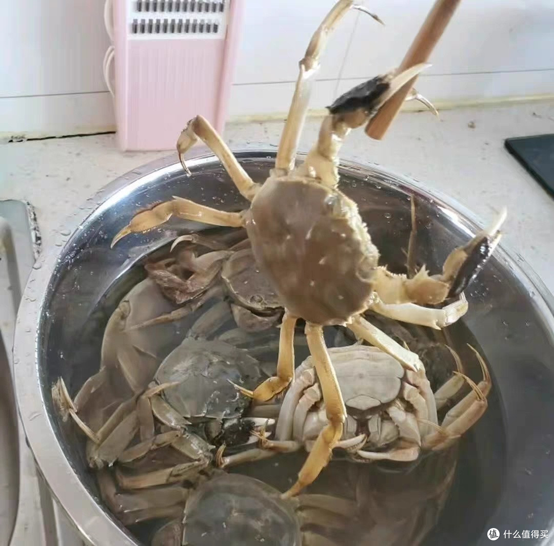苏状元:正宗阳澄湖大闸蟹