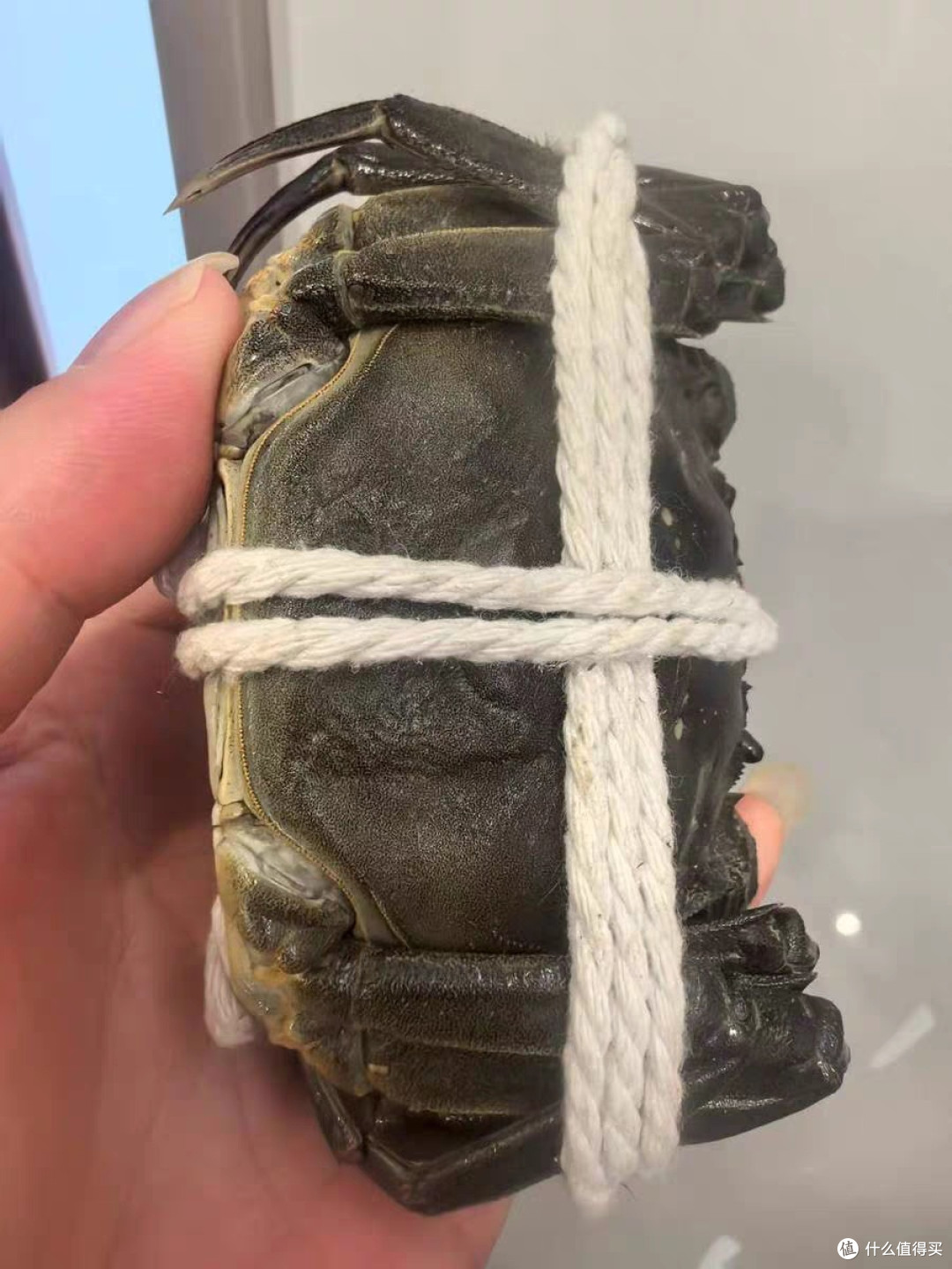 阳澄湖大闸蟹选购指南