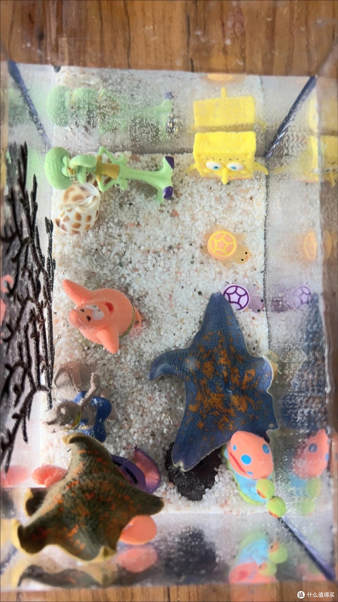 桌面迷你海星饲养套装体验