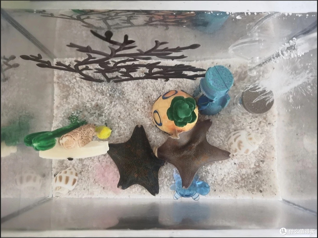 桌面迷你海星饲养套装体验