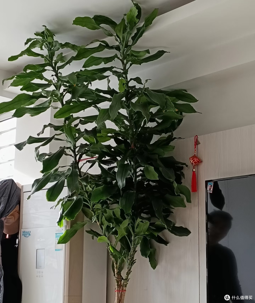 重庆一男子,因“承重墙树”引围观,网友:不好,赶紧扔掉!