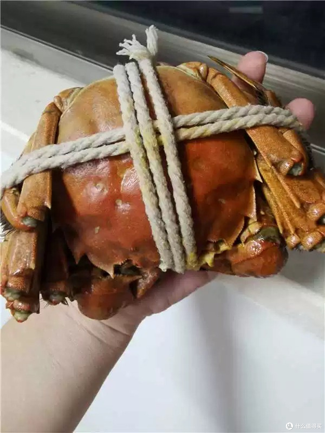 如何挑选膏肥黄满的大闸蟹