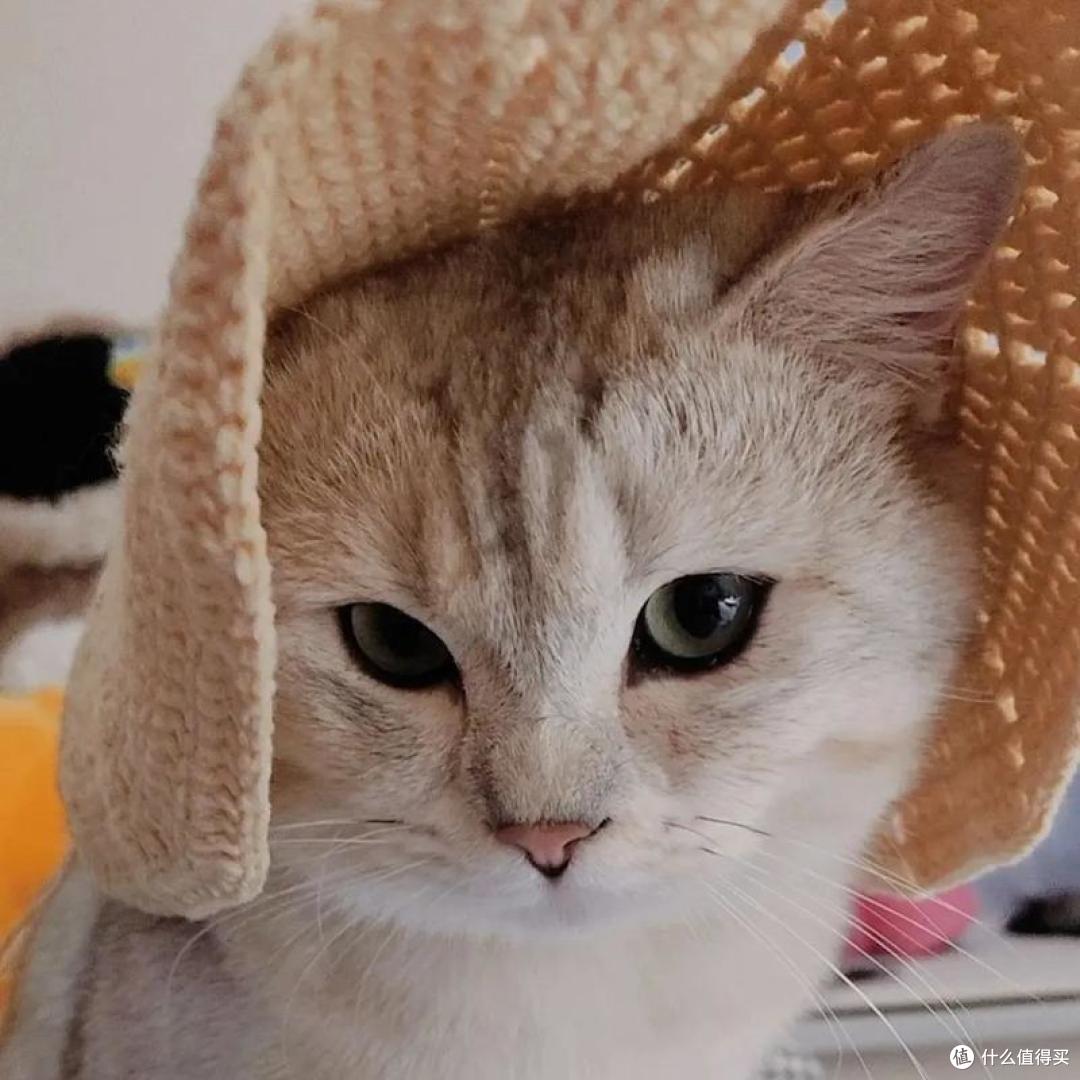 哪个猫粮吃了拉屎不臭?2025 年“除臭猫粮”实测,铲屎不捂鼻!