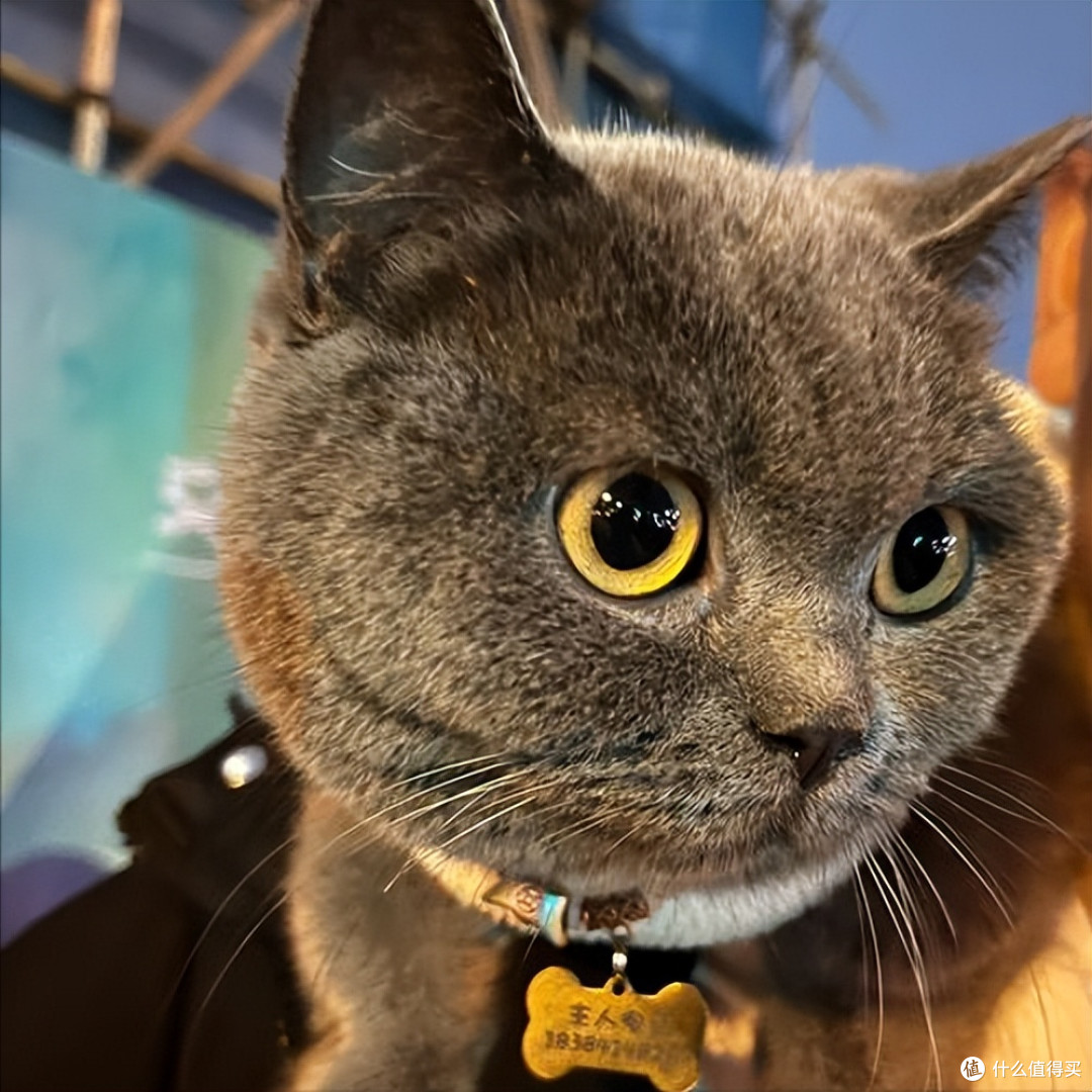 哪个猫粮吃了拉屎不臭?2025 年“除臭猫粮”实测,铲屎不捂鼻!