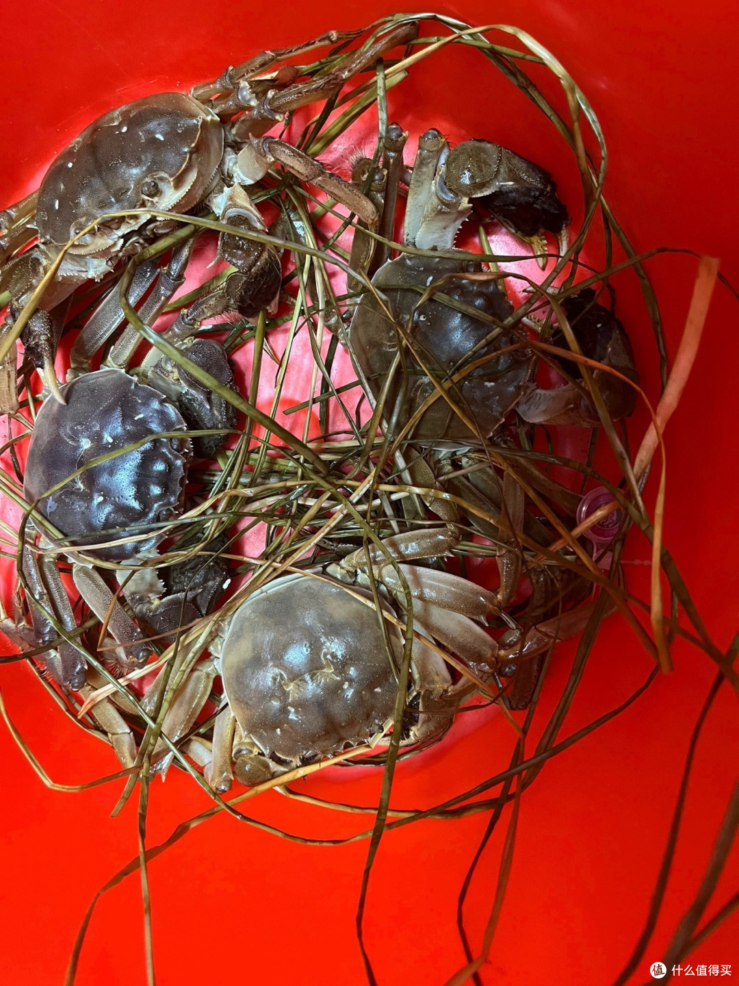 开湖诚意之选!阳澄湖无绳全母蟹礼盒,10只鲜货直击舌尖