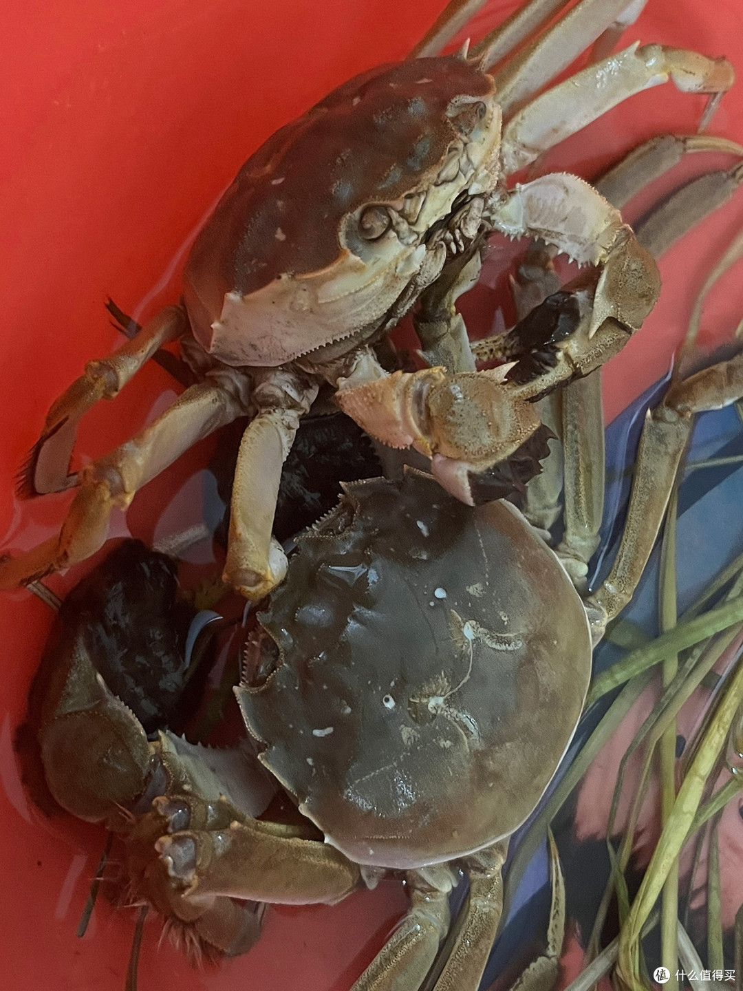 开湖诚意之选!阳澄湖无绳全母蟹礼盒,10只鲜货直击舌尖