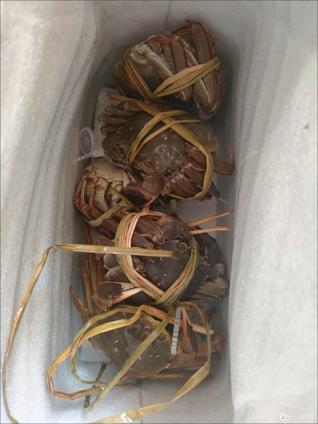开湖诚意之选！阳澄湖无绳全母蟹礼盒，10只鲜货直击舌尖