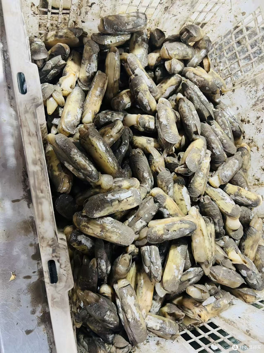 身在连云港还是挺幸福的。因为,可以吃好多的海鲜。