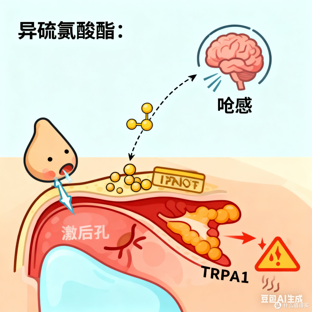 辣椒与芥末:两种“辣味”的本质差异,藏着味觉与生理的双重博弈