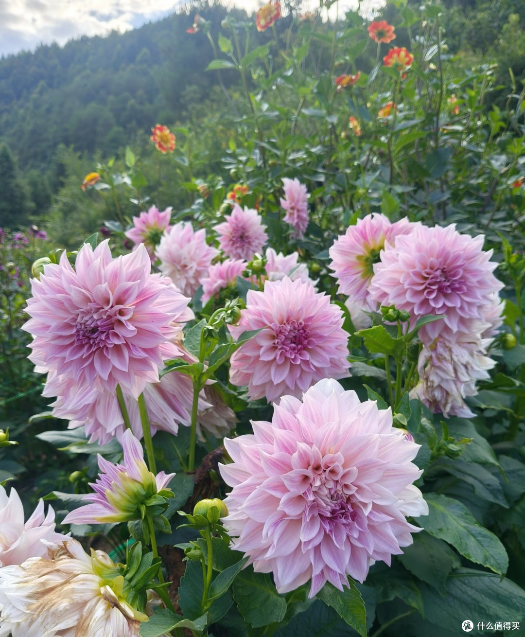 女子阳台的大丽花爬下来,犹如花瀑布一样,网友:妥妥的报恩花!