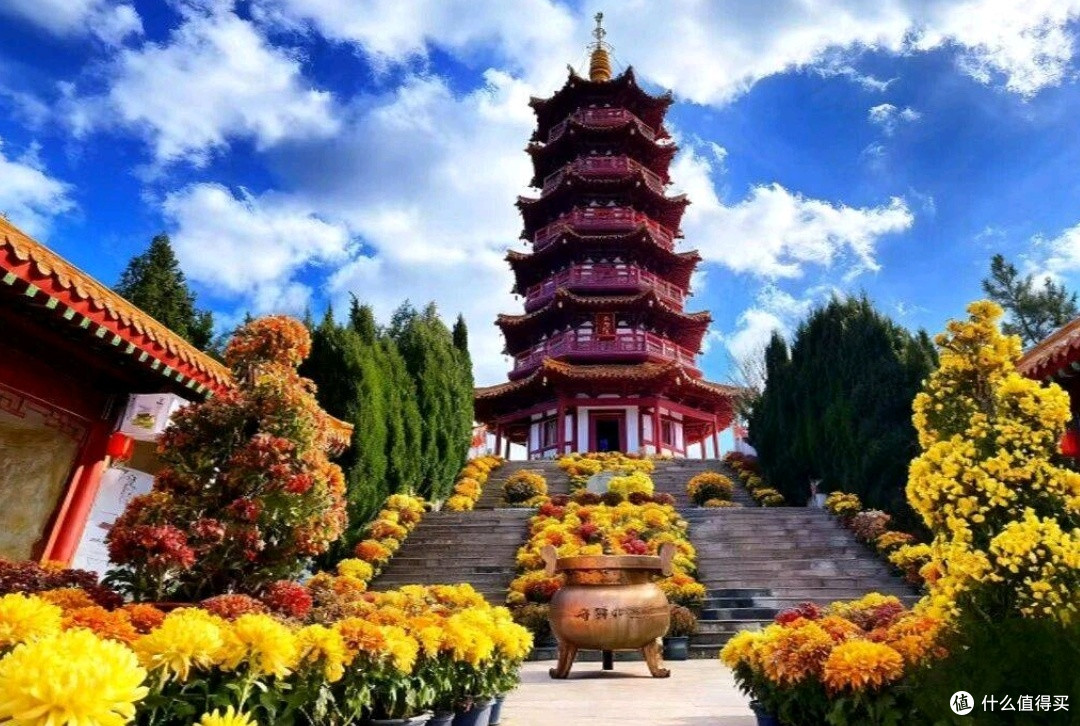十一寻秋烟台塔山，万菊盛放赴一场秋日盛宴