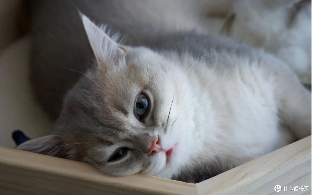 平价猫粮哪个性价比高？2025最靠谱的猫粮品牌推荐