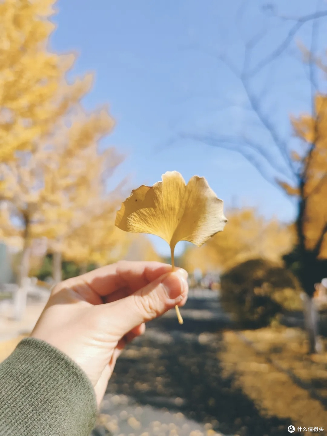 沈阳亲子游|带娃打卡辽宁大学,沉浸式邂逅秋日银杏浪漫