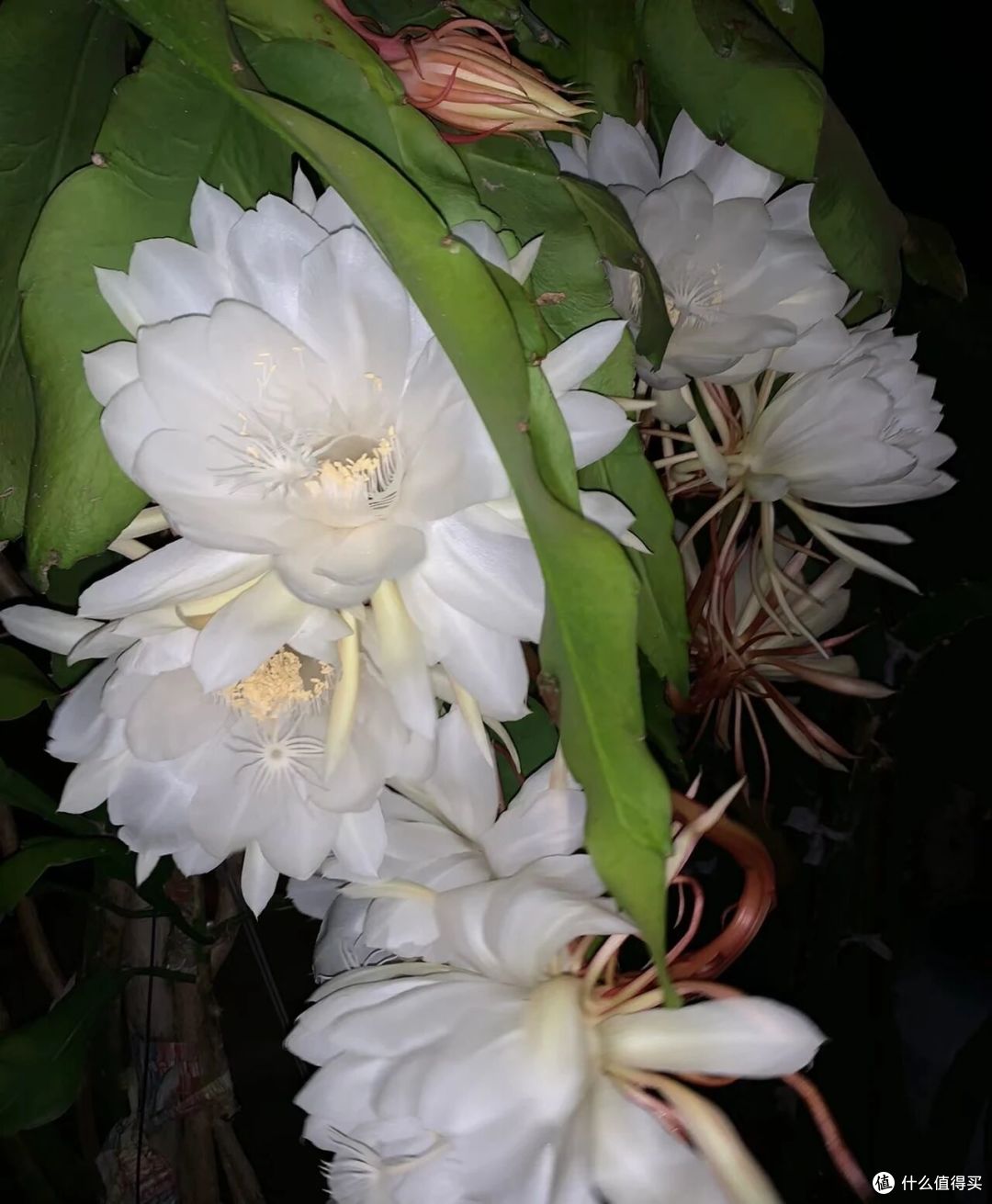 离谱!大叔“养5年的昙花”变身天外飞仙,网友:很仙的样子啊~